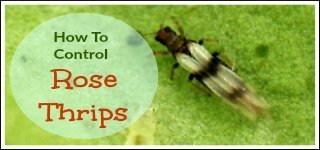 Control Thrips