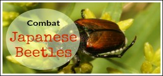 Combat Japanese Beetles