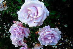 Grandiflora Rose